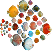 Discus Strains