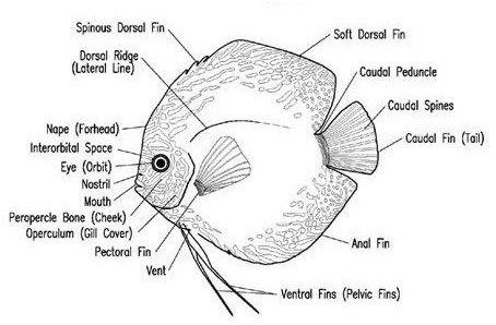 Discus Anatomy